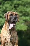 DOGUE ALLEMAND 967